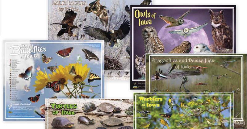 Posters of Iowa's wildlife help support birds, reptiles, insects, mammals and amphibians in Iowa! | Iowa DNR